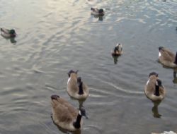 Canadian Geese by Tariq Haider 